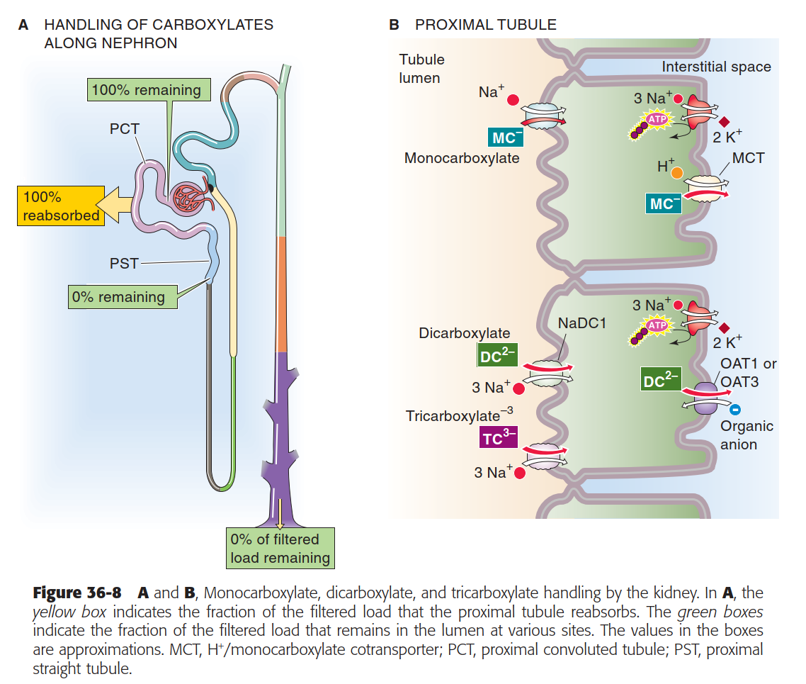 Boron 36-8 Monocarboxylate, dicarboxylate, and tricarboxylate handling by the kidney